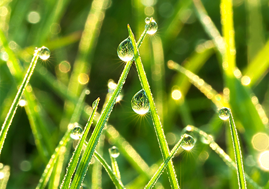 Rain Droplets on Grass Close Up